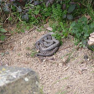 Adders at the British Wildlife Centre 14/03/10