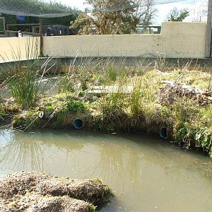 Water Vole and Marsh Frog exhibit at the British Wildlife Centre 14/03/10