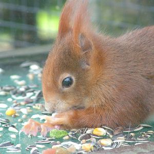 Red Squirrel at the British Wildlife Centre 14/03/10