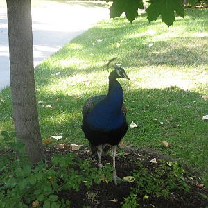 Free Roaming Peafowl