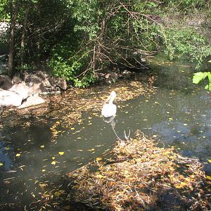 American White Pelican
