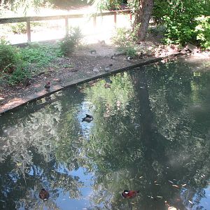 North American Waterfowl Ponds