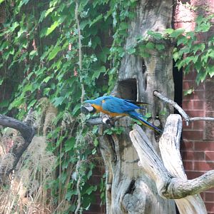 Blue and Yellow Macaw - Bird Show