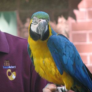 Blue and Yellow Macaw - Bird Show