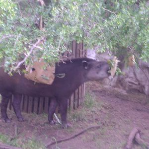 Tapir (Tapirus terrestris) - Temaiken