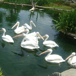 Great White Pelican (Pelecanus ornocrotalus) - Temaiken