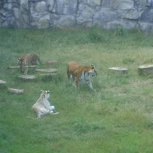 Bengal Tiger (Panthera tigris tigris) - Temaiken