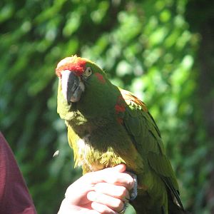 Red Shouldered Macaw - Bird Show