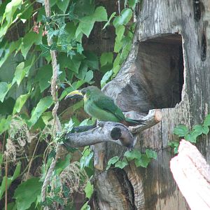Toucanet? - Bird Show