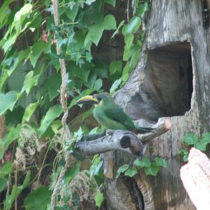 Toucanet? - Bird Show