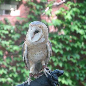 Barn Owl - Bird Show