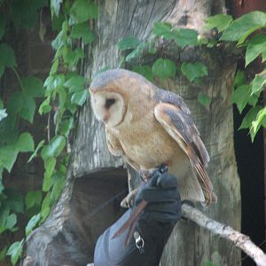 Barn Owl - Bird Show