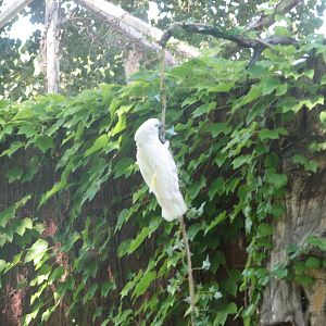 Umbrella Cockatoo - Bird Show