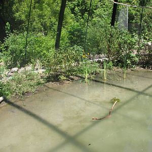 Kennicott Wetlands aviary
