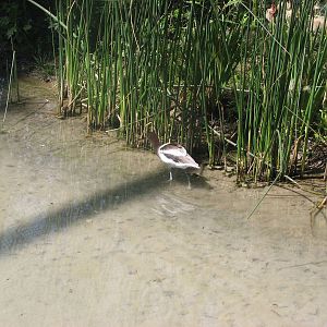 Kennicott Wetlands aviary