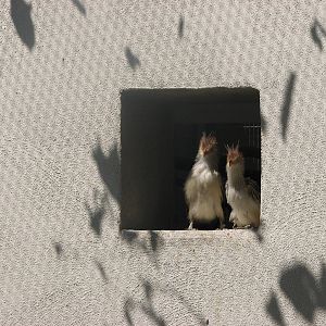 Destination Argentina - Guira Cuckoo