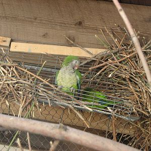 Destination Argentina - Monk Parakeet