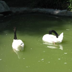 Destination Argentina - Black-Necked Swan