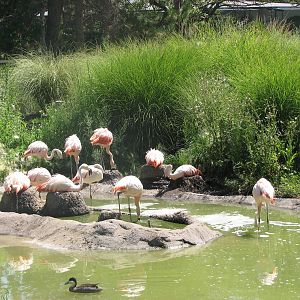 Destination Argentina - Chilean Flamingo