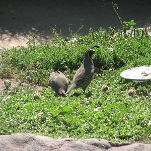 Destination Argentina - wild California Quail