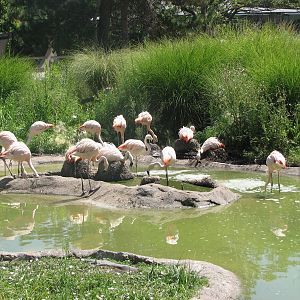 Destination Argentina - Chilean Flamingo