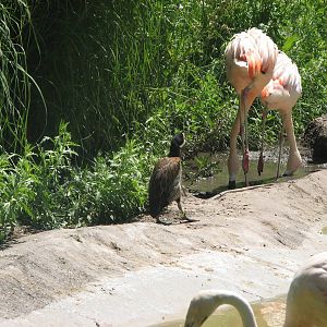 Destination Argentina - Chilean Flamingo and White-Faced Whistling Duck