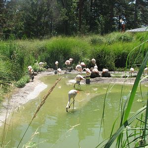 Destination Argentina - Chilean Flamingo