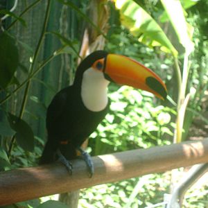 Toco Toucan (Ramphastos toco) - Temaiken