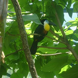 Channel-billed toucan (Ramphastos vitellinus vitellinus) - Temaiken