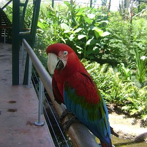 Red and green Macaw (Ara chloropterus) - Temaiken