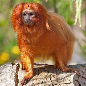 Golden Lion Tamarin