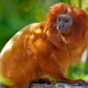 Golden Lion Tamarin