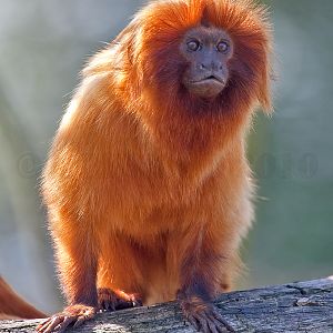 Golden Lion Tamarin
