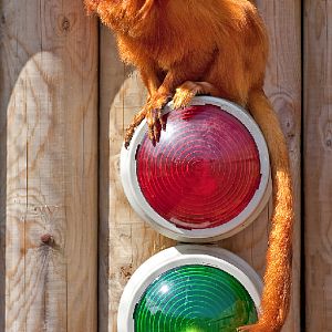 Golden Lion Tamarin