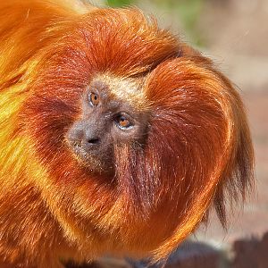 Golden Lion Tamarin