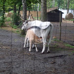 Hungarian grey cow