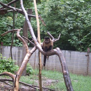 Brown capuchin outdoor exhibit