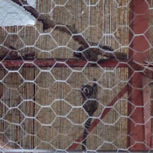 Common marmoset outdoor cage