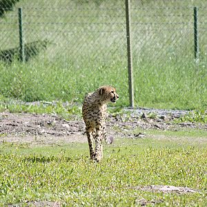 Cheetah (Acinonyx jubatus)