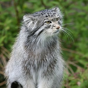 Pallas' cat (Otocolobus manul)
