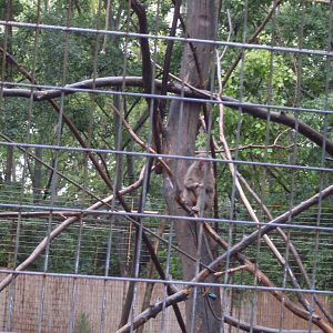 Japanese macaque outdoor exhibit