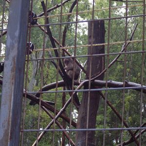 Japanese macaque outdoor exhibit