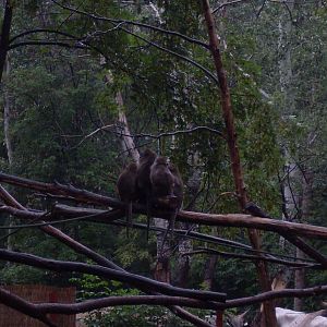 Crab-eating macaque outdoor exhibit