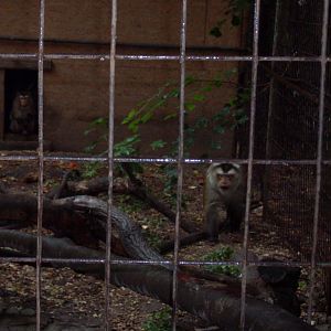 Pig-tailed macaque outdoor cage