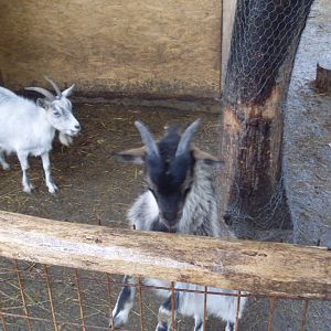 Domesctic goats