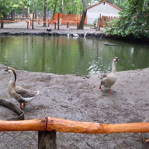 Waterbird mixed exhibit