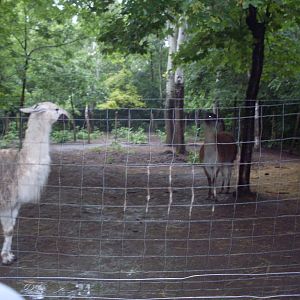 Guanaco-llama mixed exhibit