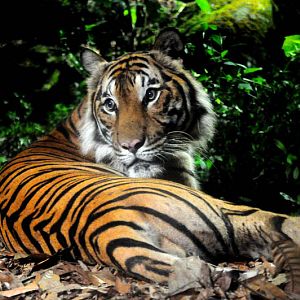 malayan tiger