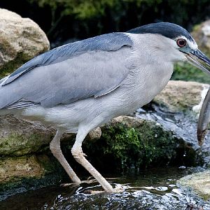 Black Crowned Night Heron