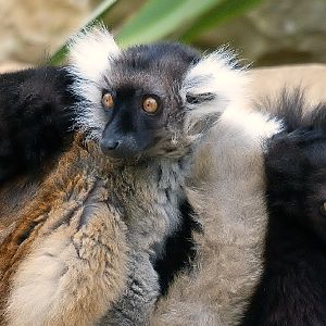 Black Lemur